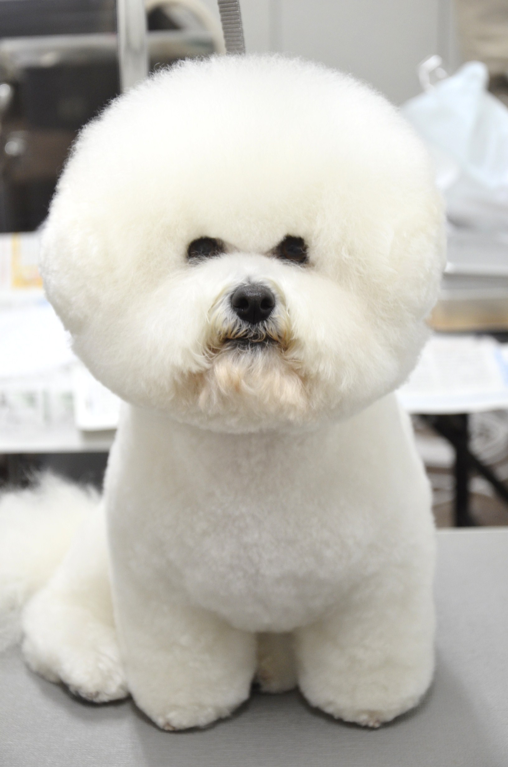 画像 顔丸すぎwだけどそこが可愛い ビションフリーゼ Naver まとめ
