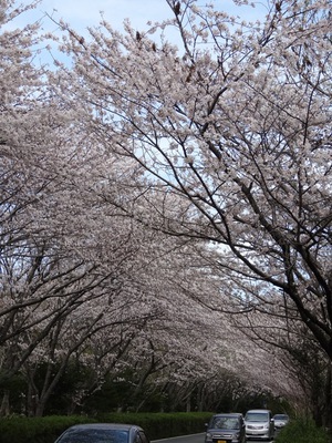 佐鳴湖　さくら通りの桜たち