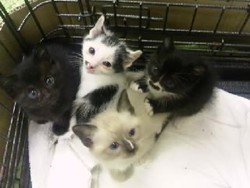 捨て猫