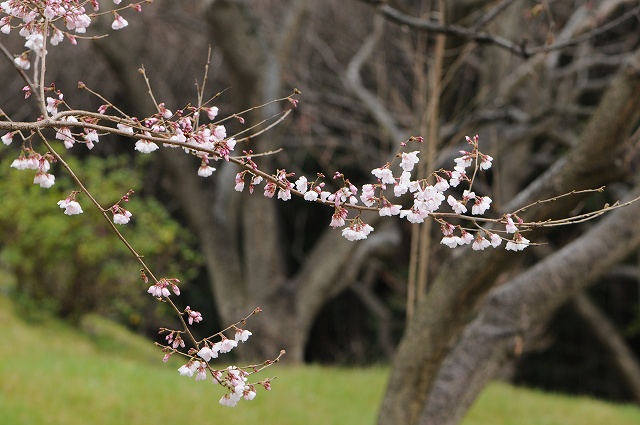 今年も桜探し始まる？