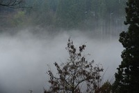 霧の中で