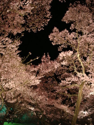 高遠の夜桜