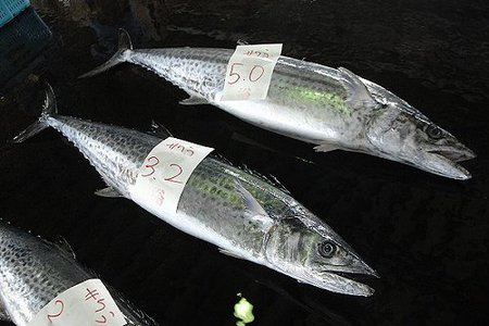 切り身の照り焼き サワラは意外な大きさの魚 切り身の照り焼き サワラは意外な大きさの魚