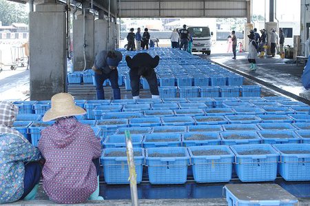 週末5/21は舞阪漁港えんばい朝市で 週末5/21は舞阪漁港えんばい朝市で