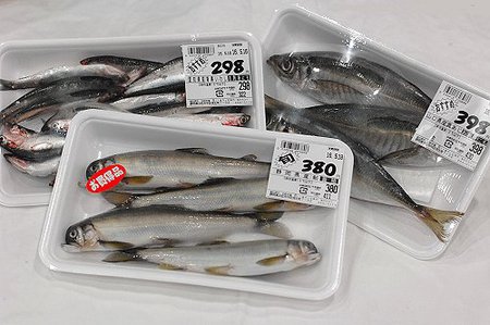 御前崎生カツオ!シイラは鶏肉の味、鮎の塩焼き 御前崎生カツオ!シイラは鶏肉の味、鮎の塩焼き