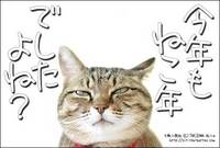 猫年のある国