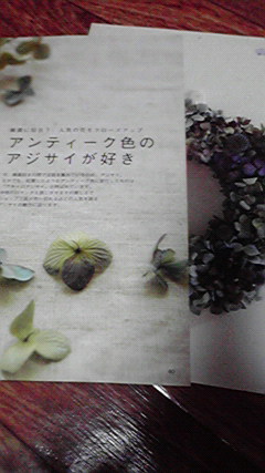 秋色あじさい 色変わりはじめました