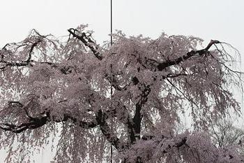 祇園から円山公園へ