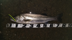 釣りバカ