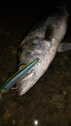 釣りバカ