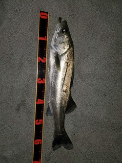 サーフ釣果