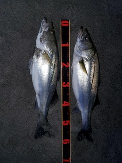 サーフ釣果