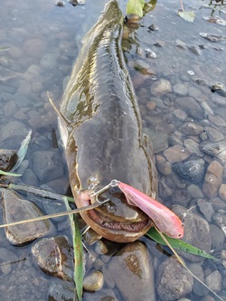 いつぶり釣行