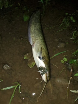 フンの効果(釣果)