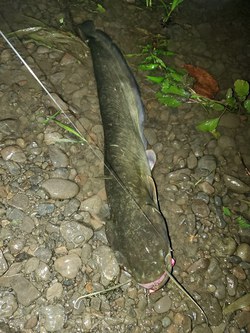 フンの効果(釣果)