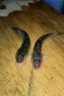 ハゼ釣り