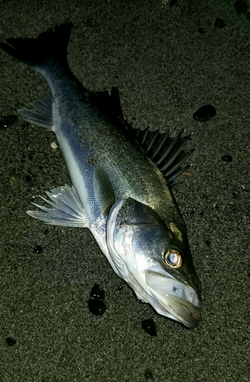 サーフ釣果