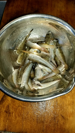 ハゼ釣り