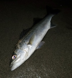 久しぶりの釣り