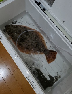 美味しいサイズゲット