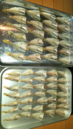ハゼ初陣