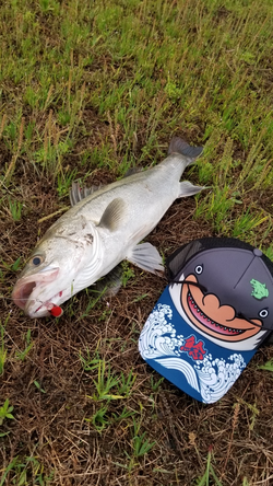 鯰キャップとともに