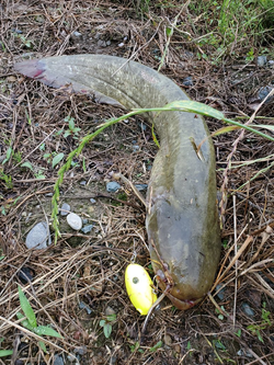 本命フラれ鯰で癒す