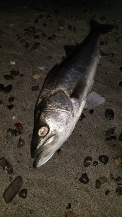 昼夜逆転