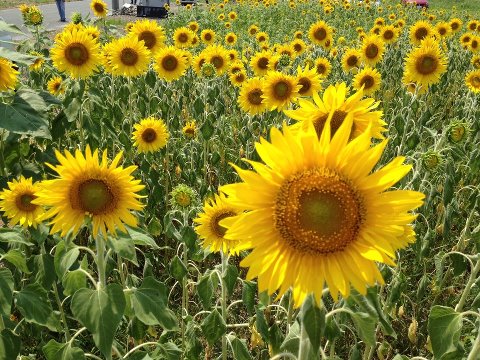 村櫛ひまわり開花祭り!