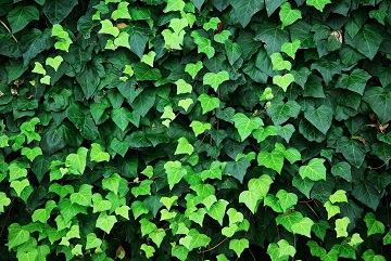 【植物紋】 Syokubutsu Mon 【蔦(つた)】Ivy 【植物紋】 Syokubutsu Mon 【蔦(つた)】Ivy