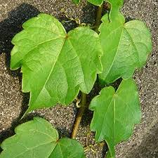 【植物紋】 Syokubutsu Mon 【蔦(つた)】Ivy 【植物紋】 Syokubutsu Mon 【蔦(つた)】Ivy