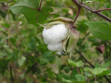2017新綿の収穫