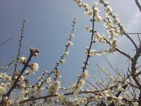 Plum Blossoms （梅）