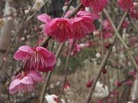 Plum blossoms（梅花）