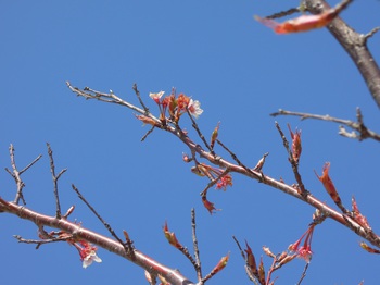 「フクロイザクラ」が咲きはじめました。
