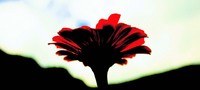なぜ?FLOWER PLANTなのか。。