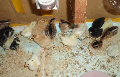 定年60歳で鶏飼い初心者