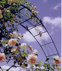 薔薇の季節