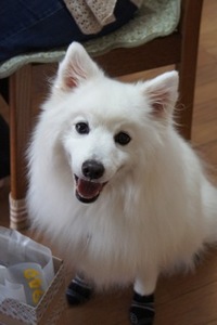 本日のなごみ風舎