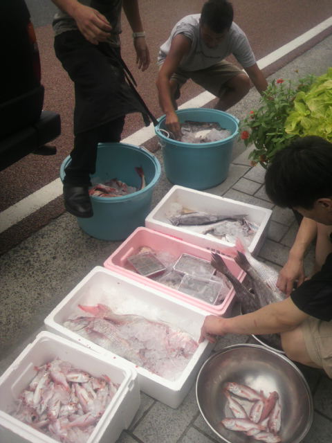 舞阪産 鱧ゆびき