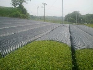 美緑効果!UVカット