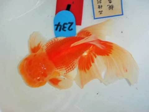 第21回金魚日本一大会