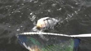 釣りガール・黒鯛ヘダイセイゴ