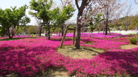 浜名湖ガーデンパークの芝桜