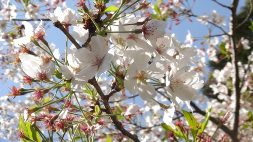 浜名湖花博2014、フラワーパークの桜
