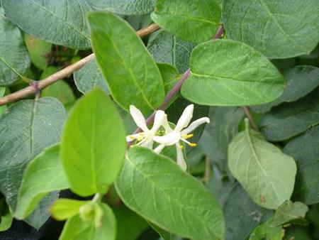 庭に咲く花 庭に咲く花