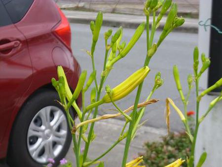 庭に咲く花 庭に咲く花