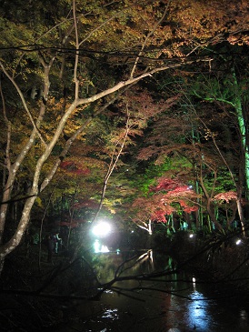 紅葉　小国神社へ２回も行ってしまいました　