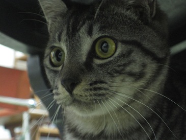 猫カフェ ときわやさん2Fに出来てます