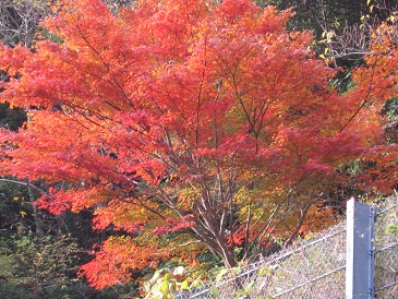 紅葉 渋滞回避ルート